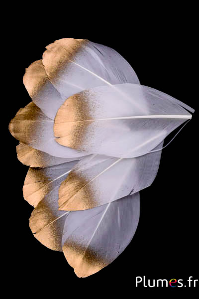 Pétales en plumes - 6-8 x 3-4 cm - blanc-doré